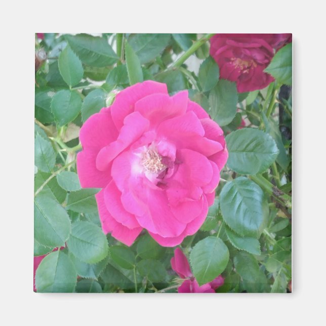 Hübsch in rosa Blume Magnet (Vorne)