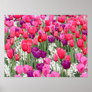 Hübsch in rosa Petalen Poster