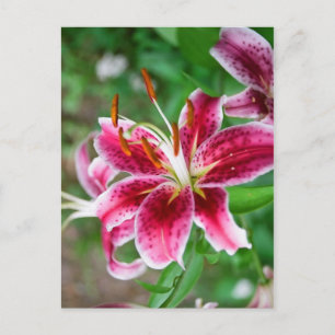 Hübsch in rosa postkarte