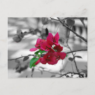 Hübsch in rosa postkarte