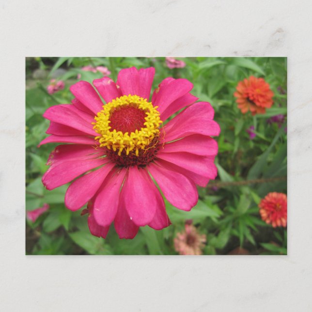 Hübsch in Rosa und Gelb Postkarte (Vorderseite)