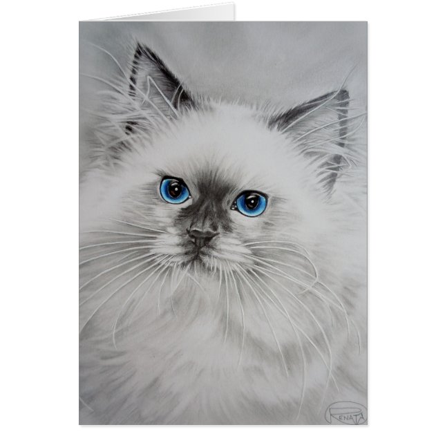 Hübsch Kitty (Vorne)