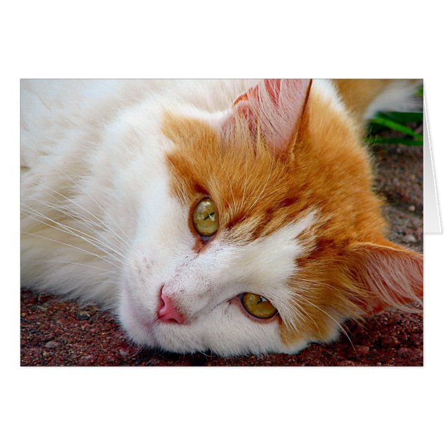 Hübsch Kitty (Vorderseite (Horizontal))