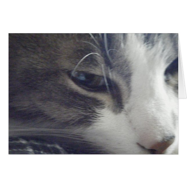 Hübsch Kitty (Vorderseite (Horizontal))