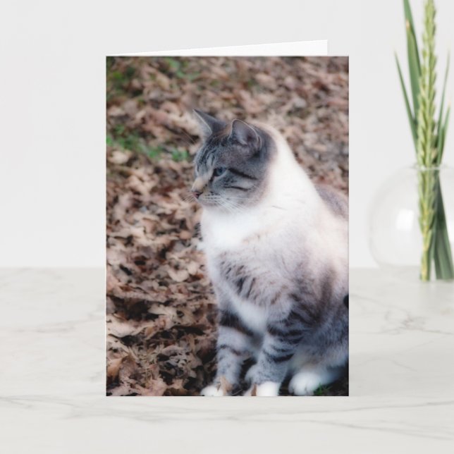 Hübsch Kitty Karte (Vorderseite)