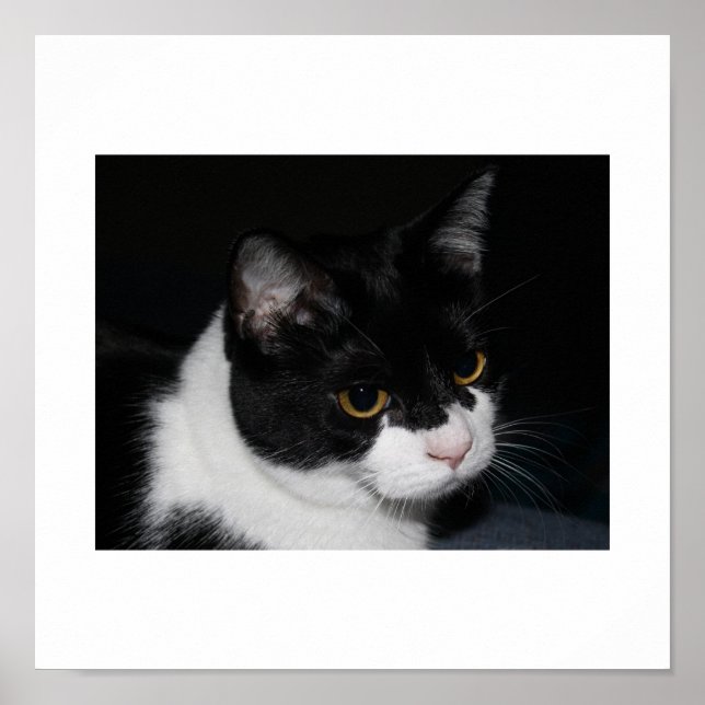 Hübsch Kitty Poster (Vorne)