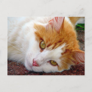 Hübsch Kitty Postkarte