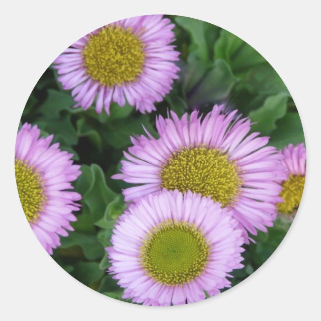 Hübsch Lavender Erigeron Blume Runder Aufkleber (Vorderseite)