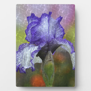 Hübsch Lila Iris Fotoplatte