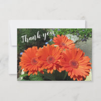 Hübsch Orange Gerbera Daisy Foto Handwriting Tha