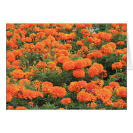 Hübsch Orange Marigolds Foto