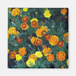 Hübsch Orange Marigolds Foto Magnet