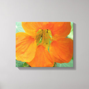Hübsch Orange Nasturtium Blume Canvas Print Leinwanddruck