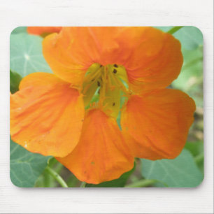 Hübsch Orange Nasturtium Blume Mousepad