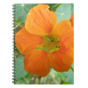 Hübsch Orange Nasturtium Blume Notebook Notizblock