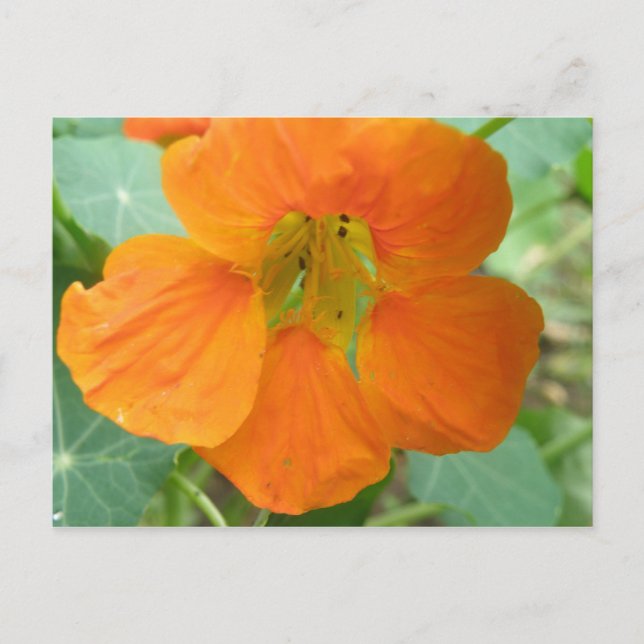 Hübsch Orange Nasturtium Blume Postkarte (Vorderseite)