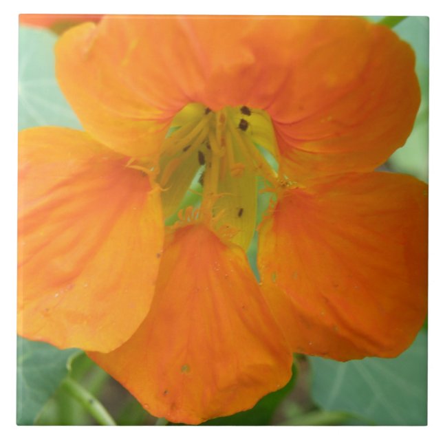 Hübsch Orange Nasturtium Blume Tile Fliese (Vorderseite)