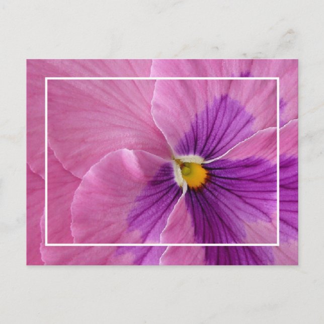 Hübsch Pansie Postcard Postkarte (Vorderseite)