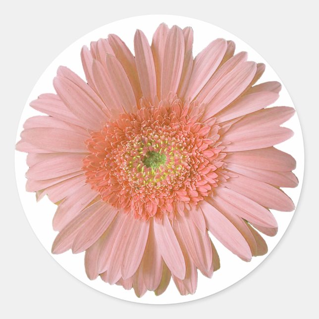 Hübsch Peach Gerber Daisy Sticker (Vorderseite)