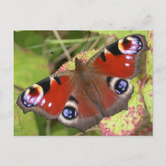 Hübsch Peacock Butterfly Postkarte