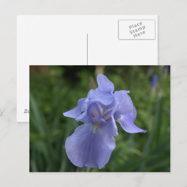 Hübsch Periwinkle Iris Garden Postkarte (Vorne/Hinten)