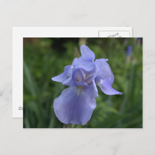 Hübsch Periwinkle Iris Garden Postkarte