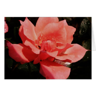 Hübsch Pfirsiche Rosa Rose