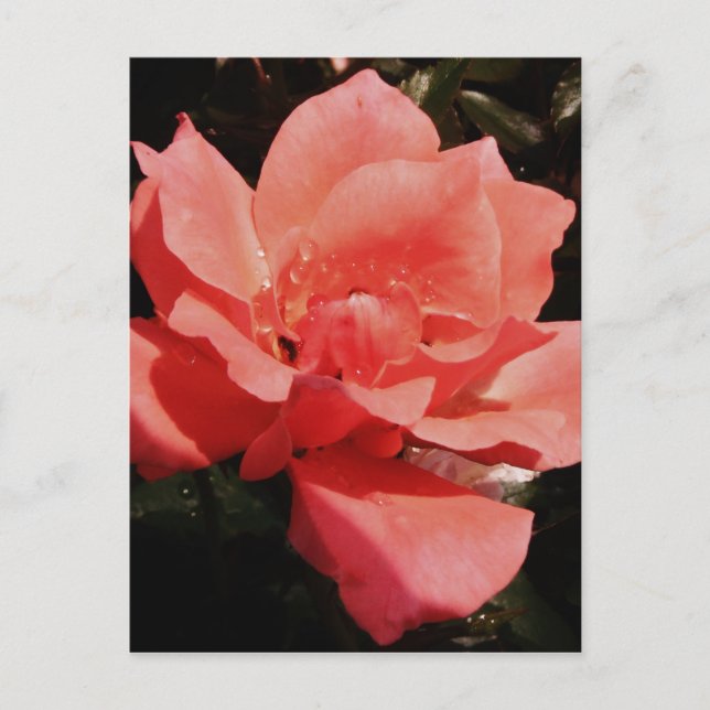 Hübsch Pfirsiche Rosa Rose Postkarte (Vorderseite)