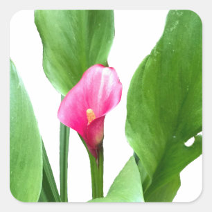 Hübsch Pink Calla Lily Quadratischer Aufkleber