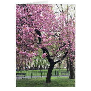 Hübsch Pink Cherry Blossom Tree NYC New York City