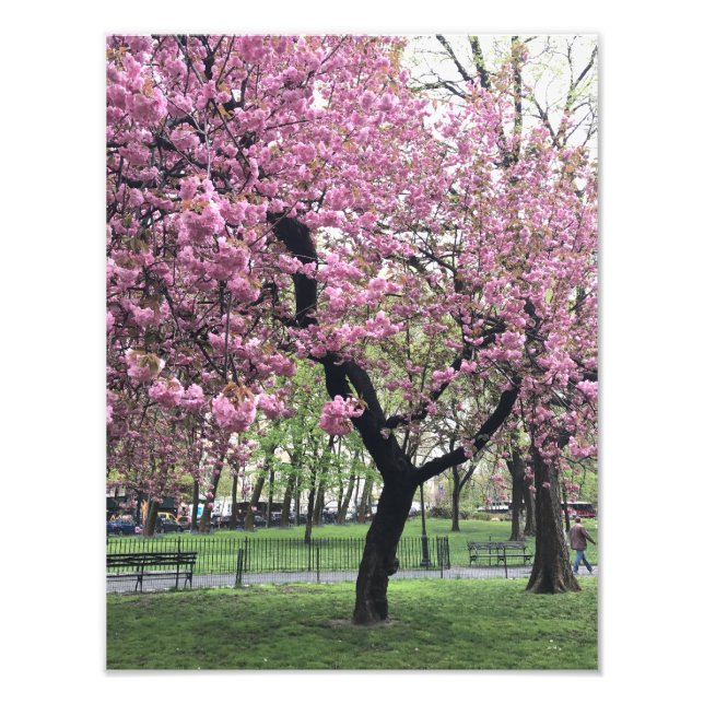 Hübsch Pink Cherry Blossom Tree NYC New York City Fotodruck (Vorne)