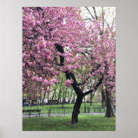 Hübsch Pink Cherry Blossom Tree NYC New York City
