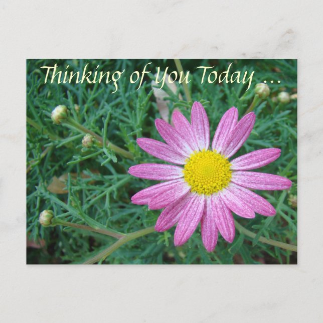 Hübsch Pink Daisy Postkarte (Vorderseite)