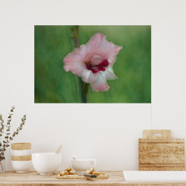 Hübsch Pink Gladiolus Blume Poster