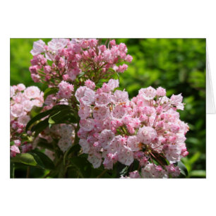 Hübsch Pink Mountain Laurel Blume