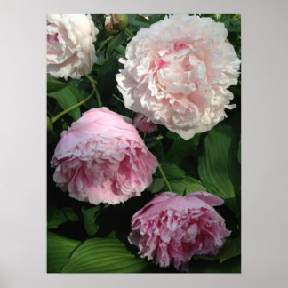 Hübsch Pink Peony Art Poster