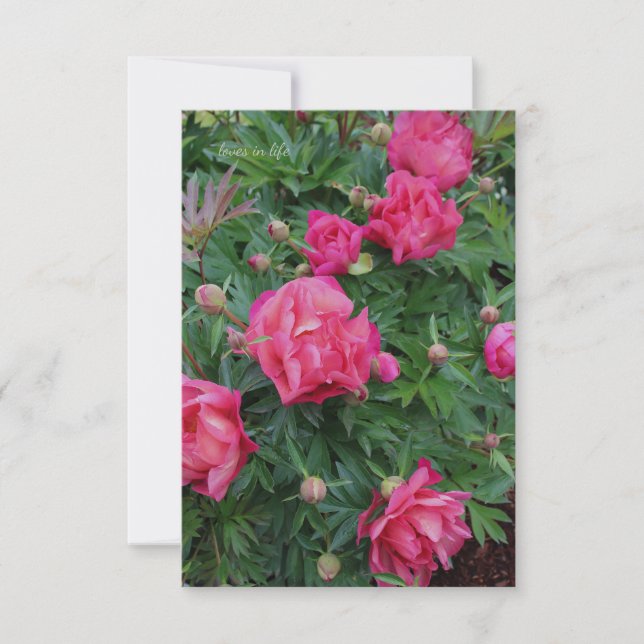 Hübsch Pink Peony Bush Mitteilungskarte (Vorderseite)