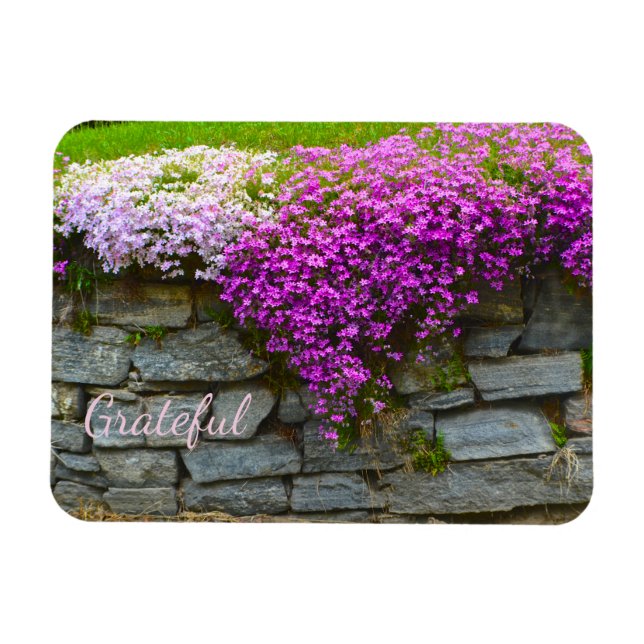 Hübsch Pink Phlox Dankbarkeit Magnet (Horizontal)