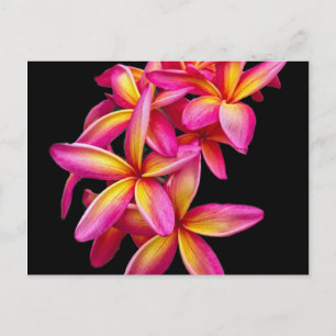 Hübsch Pink Plumeria Floral Foto Postkarte