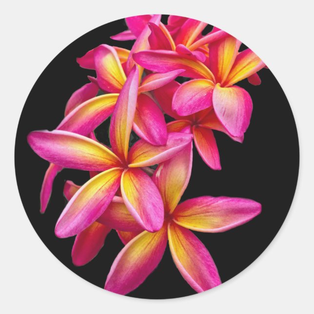 Hübsch Pink Plumeria Floral Foto Runder Aufkleber (Vorderseite)