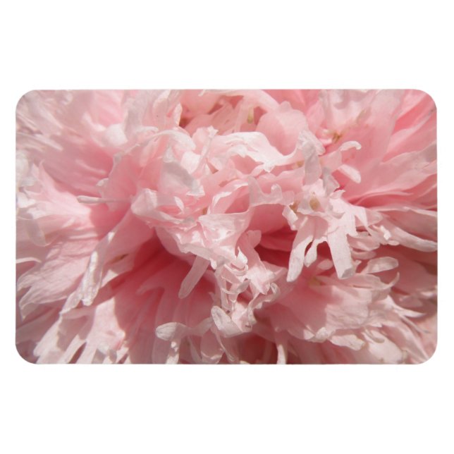 Hübsch Pink Poppy Premium Magnet (Horizontal)