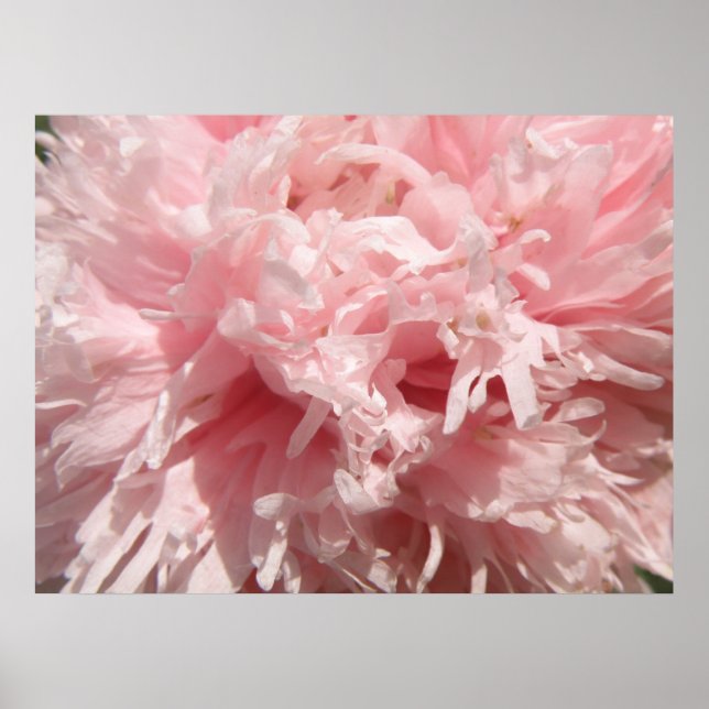 Hübsch Pink Poppy Print Poster (Vorne)