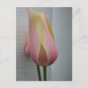 Hübsch Pink Tulip Postkarte