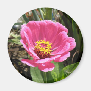 Hübsch Pink Zinnia Magnet