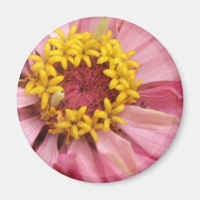 Hübsch Pink Zinnia Magnet (Vorne)