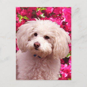 Hübsch Poodle Postkarte