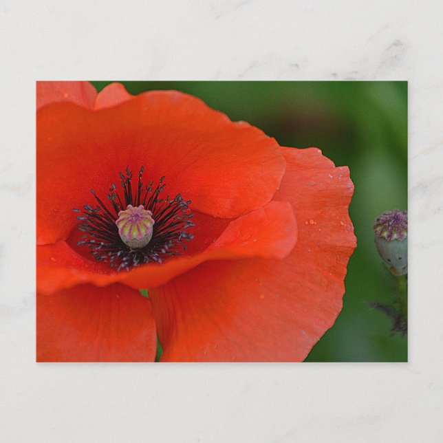 Hübsch Poppy Postkarte (Vorderseite)