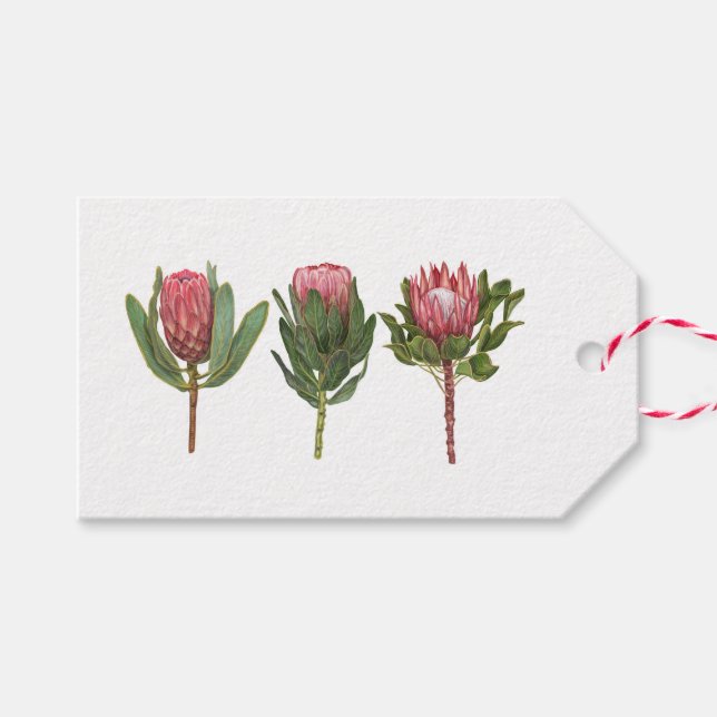 Hübsch Protea-Tag Geschenkanhänger (Vorderseite (Horizontal))