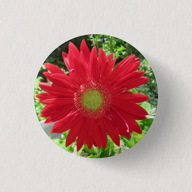 Hübsch Red Gerbera Daisy Foto Button (Vorderseite)