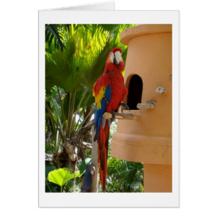 Hübsch Red Parrot